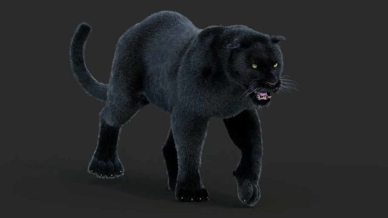 Animal panth&egrave;re noire anim&eacute; avec fourrure Modèle 3D
