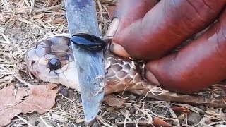 King Cobra pearl | Cobra Stone Nagamani | King Cobra Snake pearl | Nagamani Stone