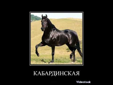, title : 'муд конное достояние России #114 #лошади #shorts'