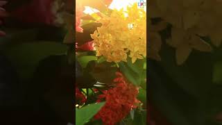 Download lagu Beautiful Flowers Bloom with Sunrise || Beautiful Nature mp3 Download lagu Beautiful Flowers Bloom with Sunrise || Beautiful Nature mp3