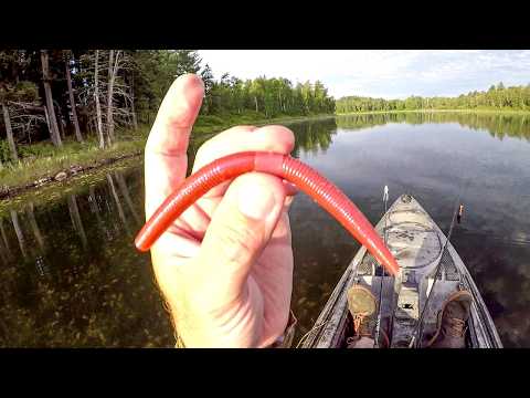 Why Does This Always Catch Fish?