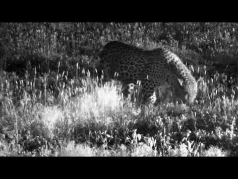 Hukumuri Male on the Djuma Dam Cam on March 04, 2018