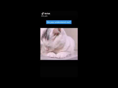 Cute kitten and Cat  Beautifull video of cats
