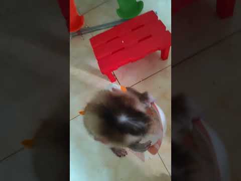 Con mới cả nhà ăn cơm cùng con ạ I just had dinner with my family.