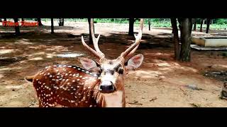 preview picture of video '#Madhugiri hills forest district tumkur Karnataka# ।।मधुगिरी के पहाड़ और जंगल जिला तुमकुर कर्नाटक।।'