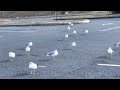 Seagull In Parking Lot Seagulls
