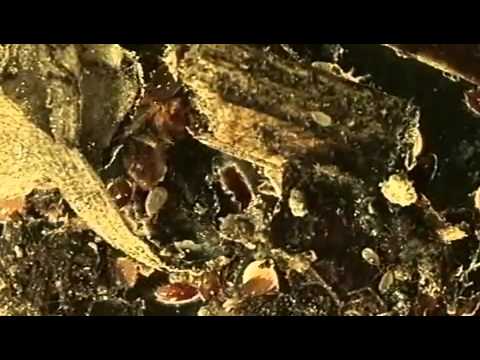 Sendung mit der Maus - Hand voll Erde