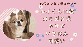 ガウガウ犬だけど寝顔は天使　チワワのルイくん
