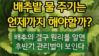 배추 결구기 물주기는 언제까지 해야할까?(배추의 결구원리를 알면 후반기 관리법이 보인다)