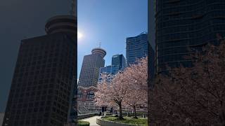 バンクーバー2026桜🌸 #バンクーバー在住 #バンクーバー生活