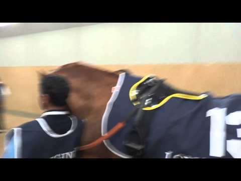 GALOPPSPELAREN  Tertio Bloom Meydan 130110 Dubai