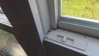 Watch video: Ants All Over the Windowsill in Fords, NJ