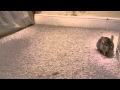 Chinchilla Hide & Seek