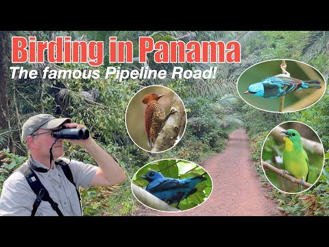 Birding Pipeline Road in Panama with a guide!  Panama birding Episode 4