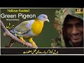 Green Pigeon |Hariyal Bird| Documentary