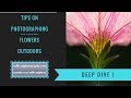 Photographing Flowers Outdoors - Tips and Tricks