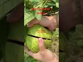 Red Diamond 1 Guava Farming New Thailand Veraity Guava Reddiamondguava Fruit Agriculture