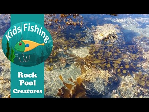 Rock Pool Creatures - Kids Fishing