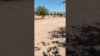 Video preview image #1 Beagle-Unknown Mix Puppy For Sale in Apple Valley, CA, USA