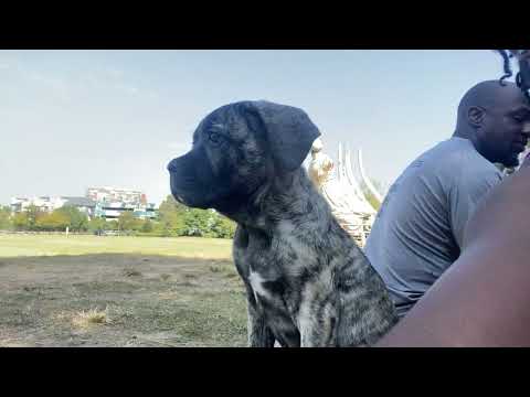 Socializing Americane Da Presa Meridionale in Atlanta 