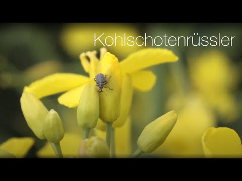 KWS Raps Storys 2020 - Kohlschotenrüssler und Kohlschotenmücke