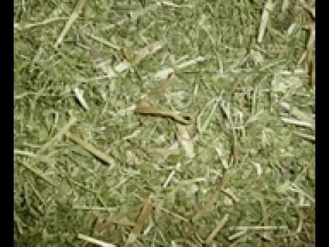 Großoal Lied.mp4.AVI.AVI