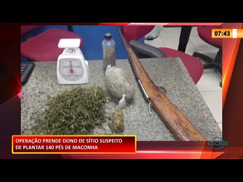 Operação prende dono de sítio acusado de plantar 140 pés de maconha 01 02 2021