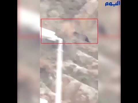 فيديو متداول لحيوان الجاغوار المفترس يظهر في الباحة