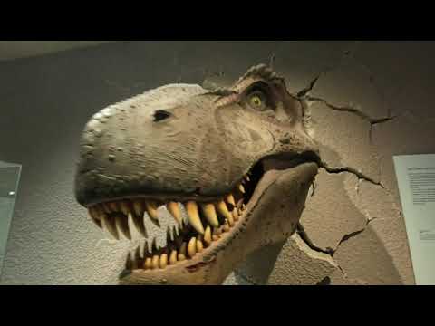 Sie fanden Kreaturen, die es eigentlich nicht geben dürften – tief in einem deutschen Museum vers...