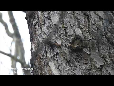 Vídeo de Certhia brachydactyla. <em>© César Fernández González