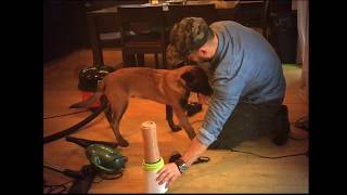 Puppy Training with Domestic Noises- what are the benefits?