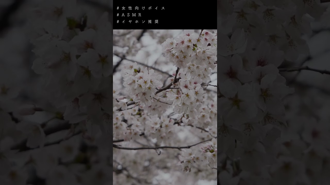 [ASMR/KU100] 当たり前みたいに隣にいる君と、今年もお花見🌸【女性向け・シチュエーションボイス】