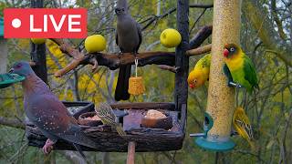 🔴 LIVE South Africa Bird Feeder & Wildlife Cam (Hoopoes, Hornbills & More)