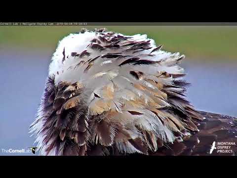 Close-ups of Iris [Female Osprey] on the Cornell Lab | University of Montana Hellgate Osprey Cam