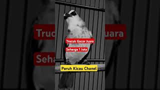 Download lagu Trucukan gacor juara seharga 1 Juta #shorts #shortsvideo #shortsfeed #shortviral mp3 Download lagu Trucukan gacor juara seharga 1 Juta #shorts #shortsvideo #shortsfeed #shortviral mp3