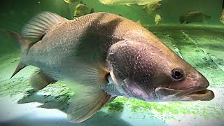 Download lagu 2x Nil Bertengger & 3x Barramundi 2,5 kaki 2 tahun mp3