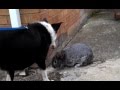Fred Meets Elmo The Rabbit