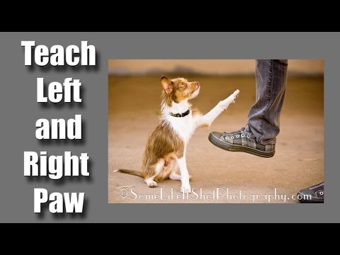 What is Clicker Training