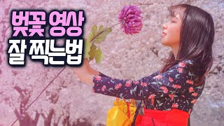 벚꽃 영상 잘 찍는 방법