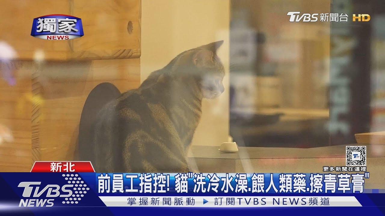 心痛　貓咖啡廳遭爆「生病不醫　2貓死、9貓用2盆」