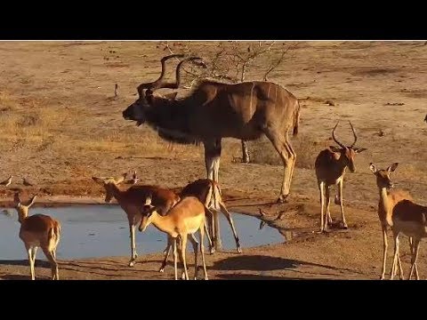 Djuma: Kudu bull and Impalas - 06:40 - 11/07/19