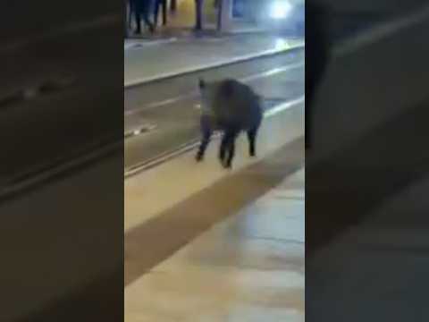 Las imágenes del jabalí que acabó sacrificado en un bar de copas en Zaragoza #shorts