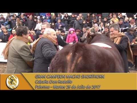 25-07-17 Jura Shorthorn Macho - Palermo 2017.