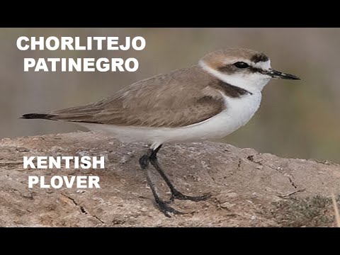 CHORLITEJO PATINEGRO | KENTISH PLOVER | Charadrius alex
