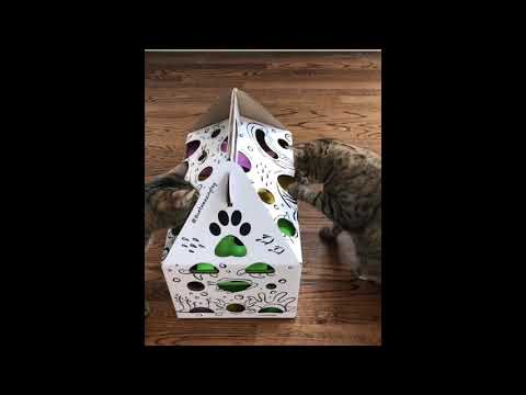 Joy & Treasure discover Cat Amazing EPIC!