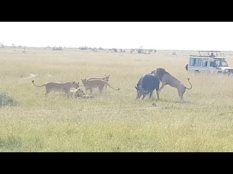 Male lion takes down buffalo with ease