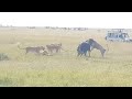 Male Lion Takes Down Buffalo With Ease