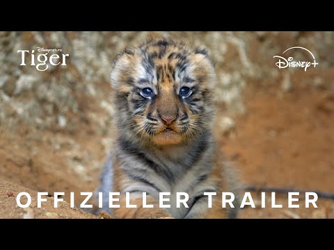 Trailer-Vorschau: Tiger