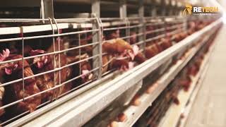 Download lagu A-type or H-type layer cage equipment is more suitable for your chicken house? - RETECH Farming mp3