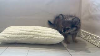 ハーフ犬の動画01